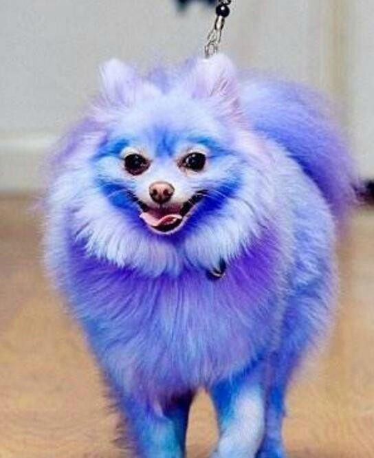 一名俄罗斯作家曾对外表达,自己心爱的狗狗因为染发而导致血液