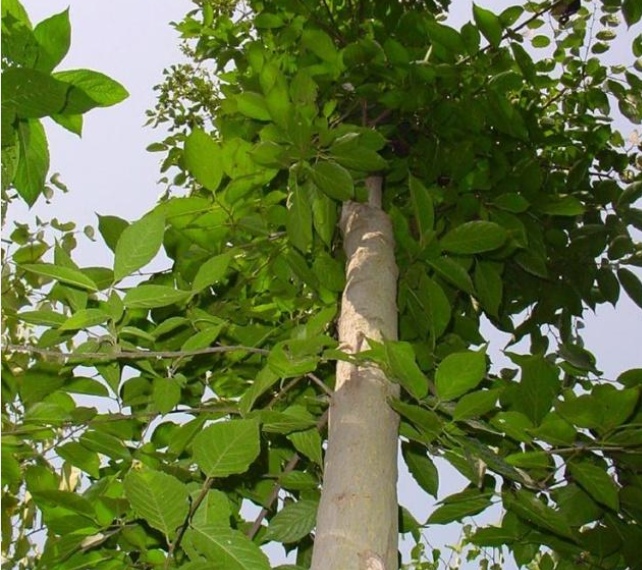 这种树树皮中含有黄金,被称为"植物黄金",你见过吗?