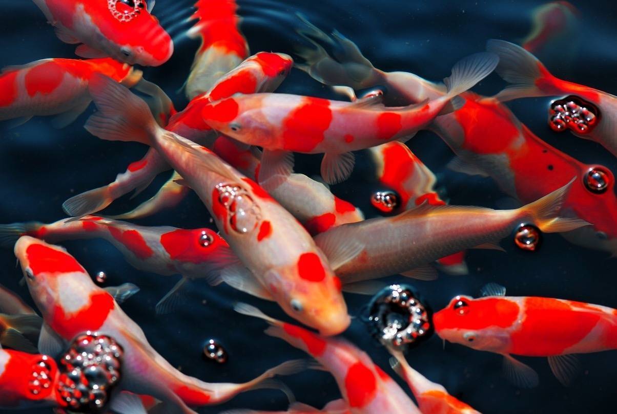 八月再见,九月你好,鸿运当头