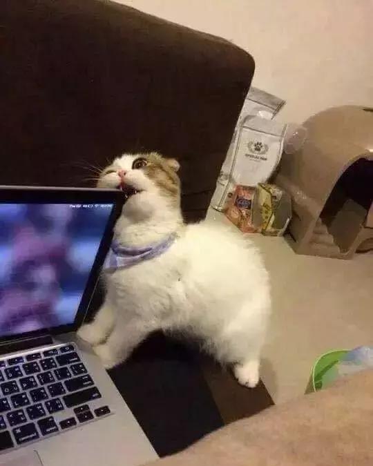 猫在边上看着主人玩电脑,因没有抽出时间陪猫玩,猫生气了于是