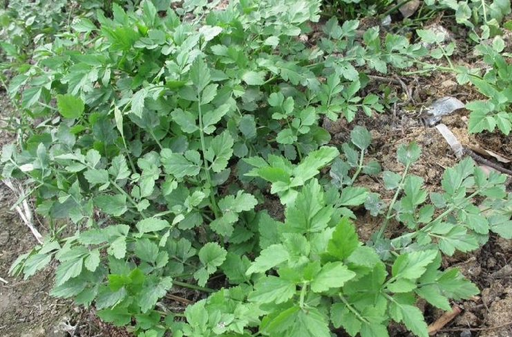 她发现在她家也有很多这种野菜,但是当地的农民都把野水芹当成草一样