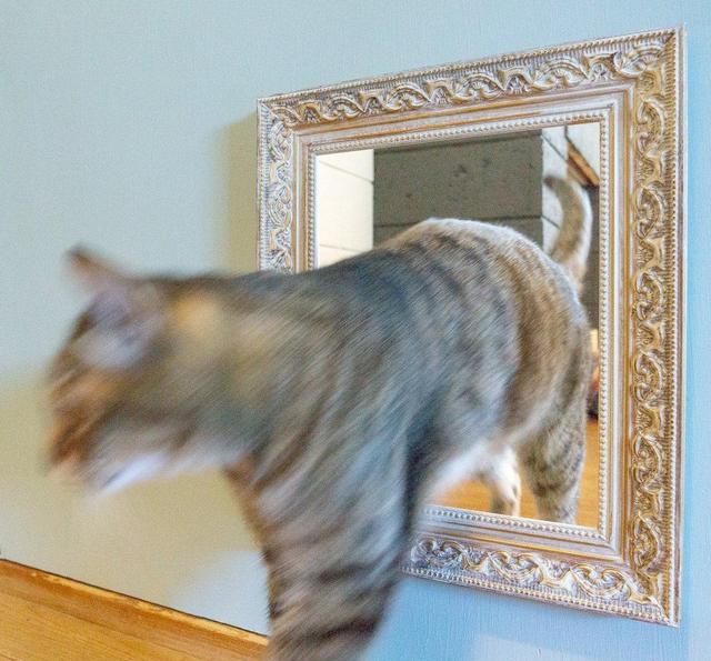 推特网友自制画框猫门,让主子就像从画里走出的美喵子!