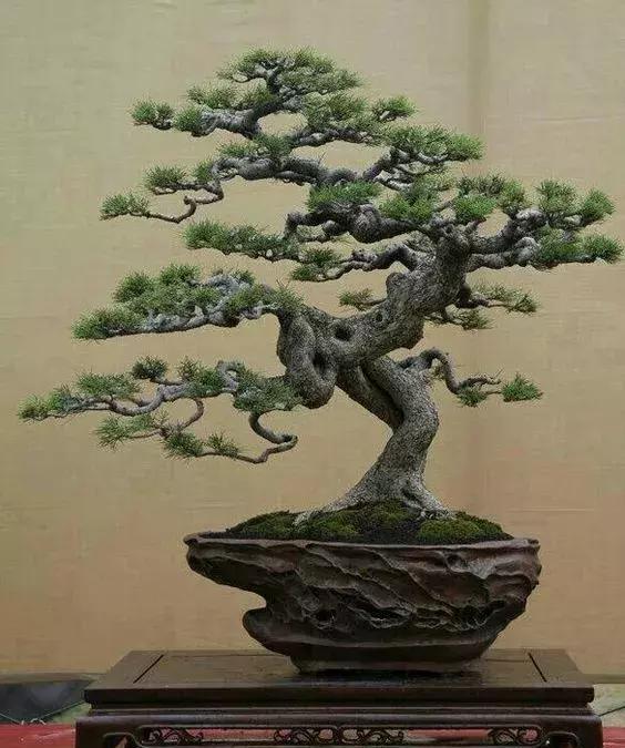 缩小的参天大树