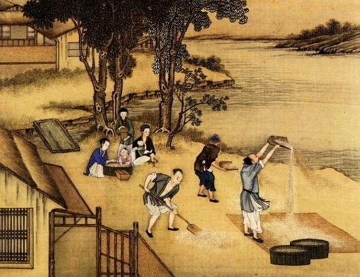 古今三千事: 小麦和水稻影响中国历史|小麦|水稻|黄河流域_新浪新闻