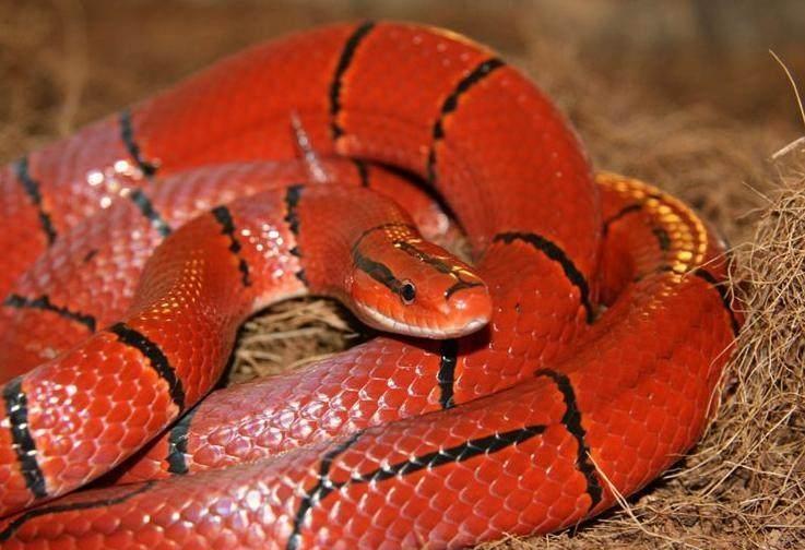 颜值最高的十种蛇 最贵的能换一辆兰博基尼