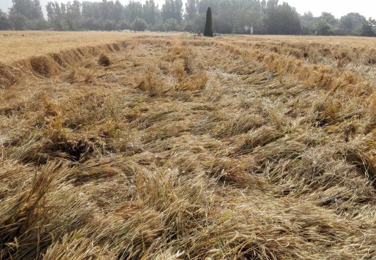 小麦倒伏连忙抢救还减产收割一亩要100元这些农民咋说