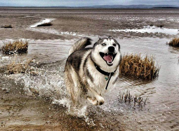 都不会让步,在狗狗中性格也算是执拗的了,不过它对人类倒是忠心耿耿