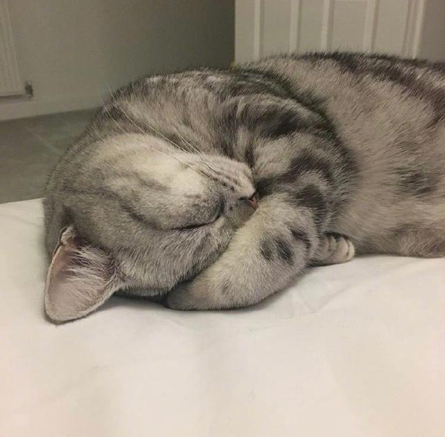 小猫咪睡着后,真的是什么姿势都有……萌翻了好想抱回家