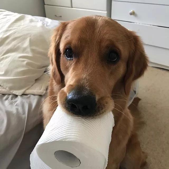 狗要是撸起卫生纸你拦都拦不住