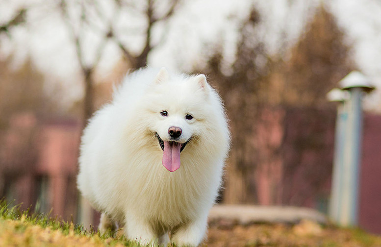 假如1元能买一只宠物犬,这5只狗狗你会选谁,网友