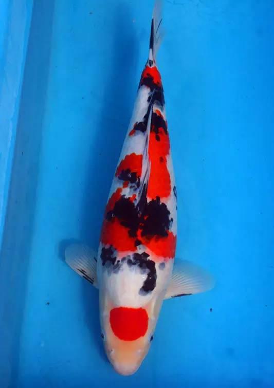 看帽峰山下的五色之王如何让楼兰传奇继续!