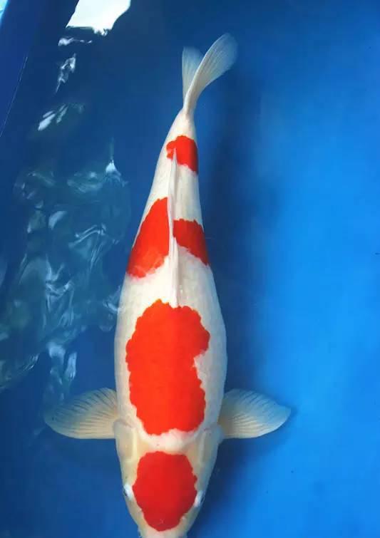 看帽峰山下的五色之王如何让楼兰传奇继续!