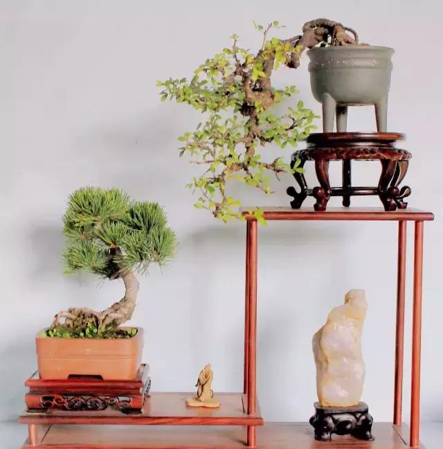 "t"台上的小盆景,优美动人!