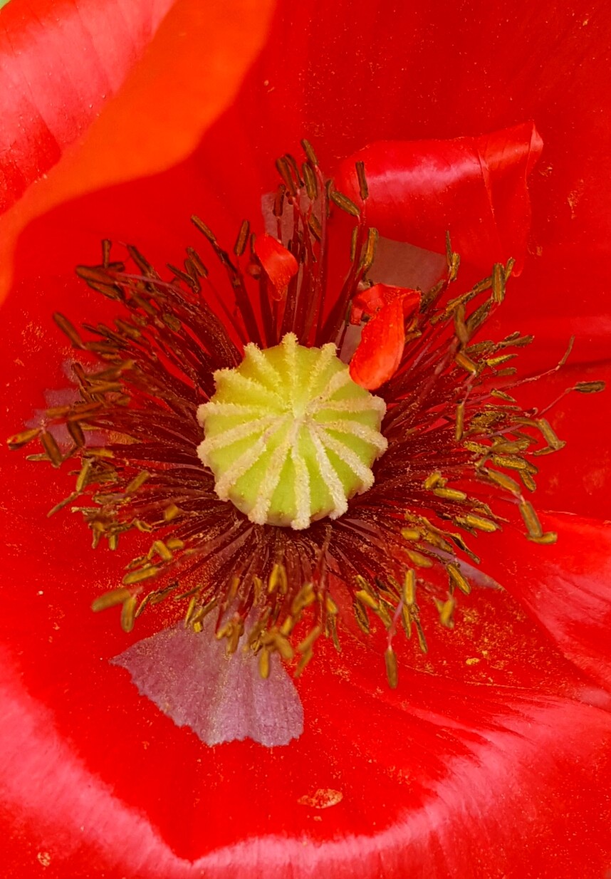 花的心藏在蕊中看罂粟科植物的花心有什么不同15图