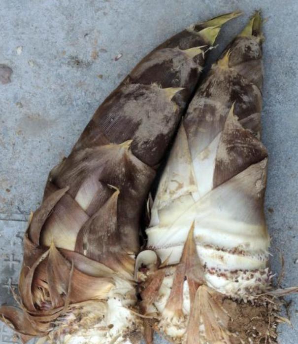 浙江有种春笋吃起来很爽脆可口,一个山头只找得到三四棵!