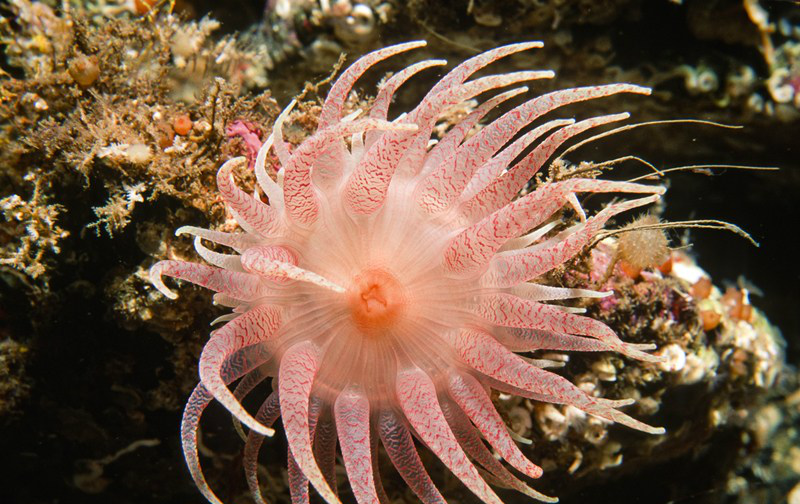 世界上最难养的4种宠物,一个不好,分分钟死给你看|鱼缸|黑魔|海葵