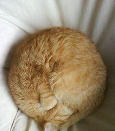 涨姿势猫狗睡觉为什么都喜欢团成球