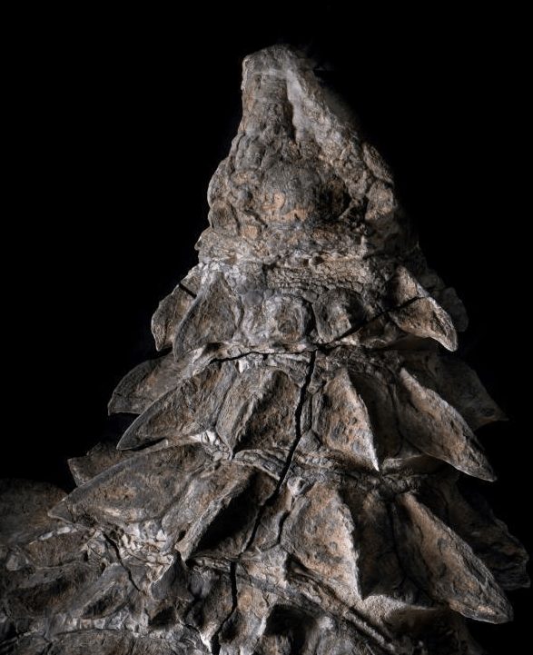 加拿大发现被封印在石棺中的恐龙