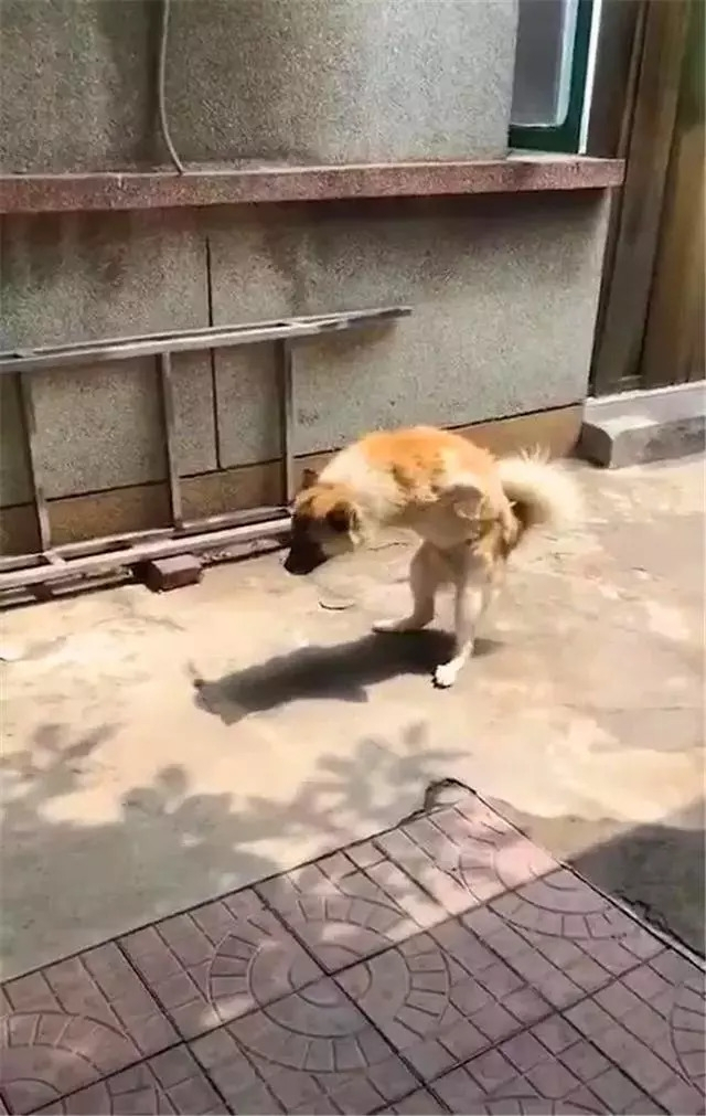 十年老狗强撑两条腿欢迎主人回家,主人瞬间湿了眼眶!