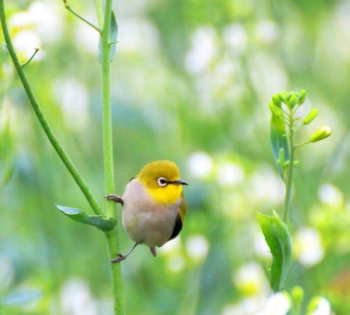 小巧可爱的绣眼鸟早安