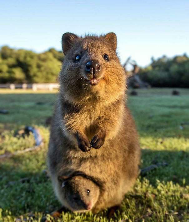 皮卡丘开发公司首次公布皮卡丘原型,你有猜到吗?