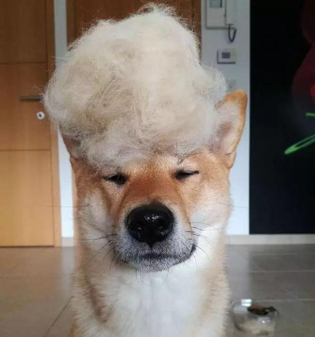 狗子:再也不用担心中年危机秃顶了,微笑