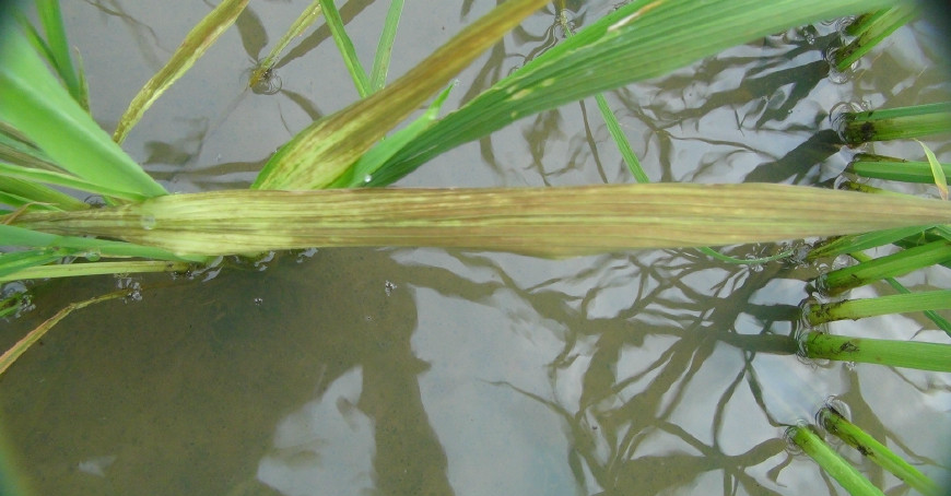 水稻赤枯病的防治措施