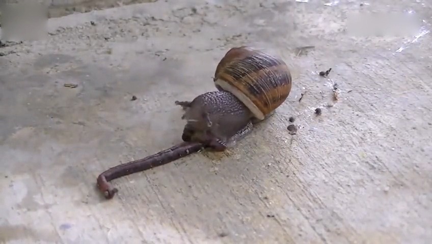 实拍蜗牛活吞蚯蚓,原来蜗牛是食肉动物搞笑 知名搞笑视频 67