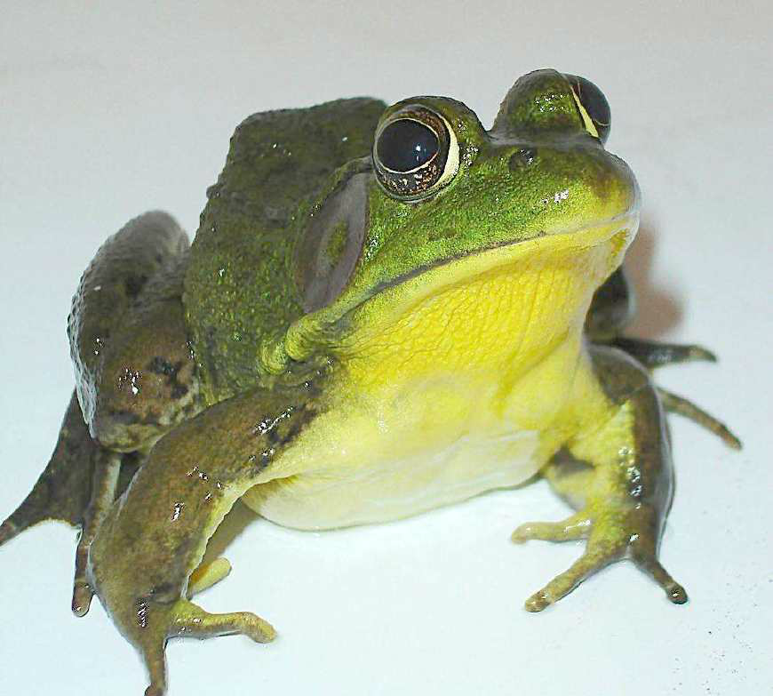 别小瞧青蛙,7000万年前魔鬼蛙可吞食恐龙