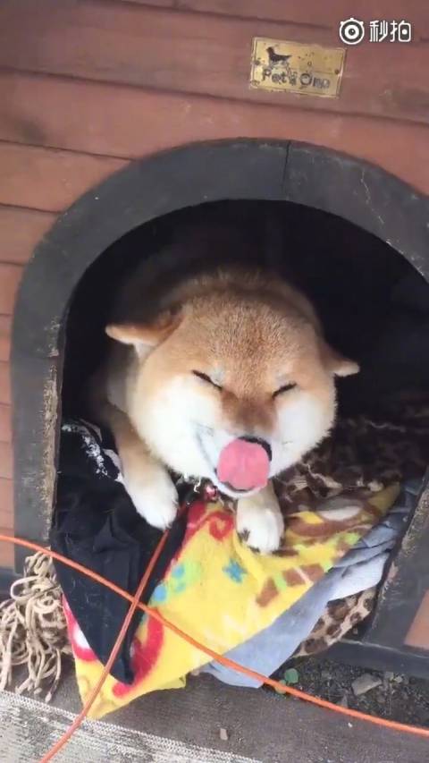 笑的超级开心的柴柴,耳朵都收起来了!萌宠视频