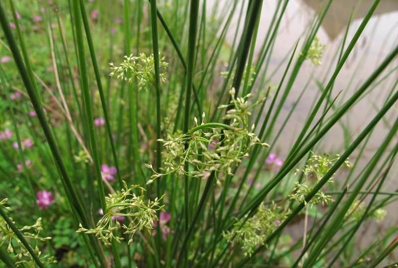 农村这种野草,鱼塘水田多,以前农村照明用,如今寺庙佛家供佛用