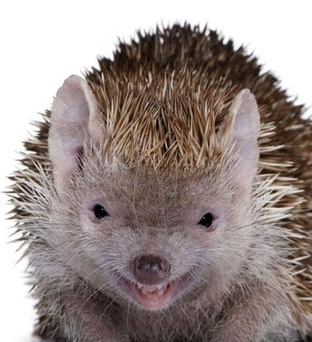 刺猬的微笑 蝾螈的微笑