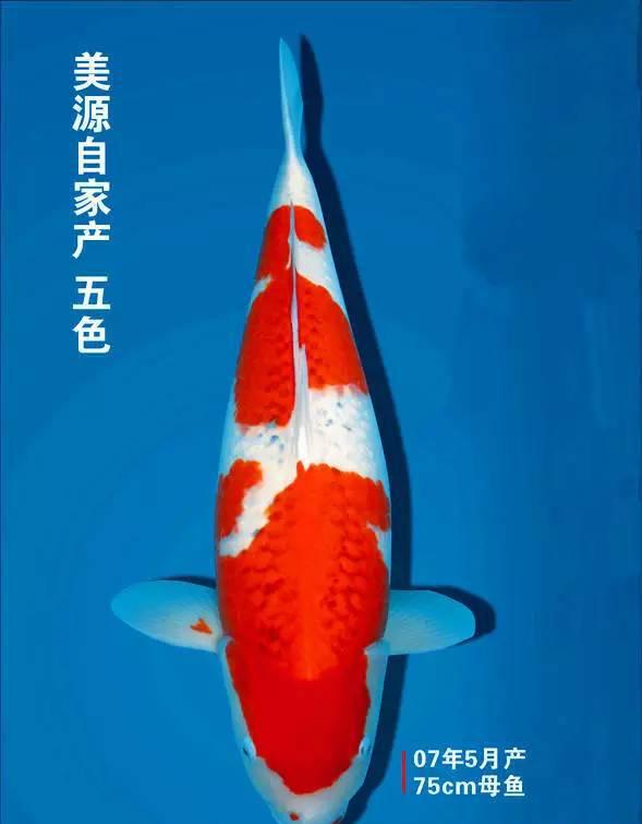 看帽峰山下的五色之王如何让楼兰传奇继续!