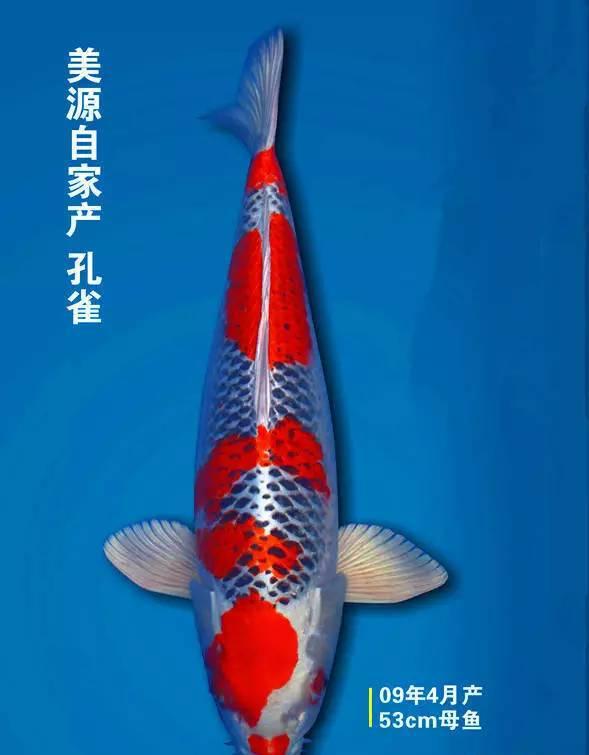 看帽峰山下的五色之王如何让楼兰传奇继续!