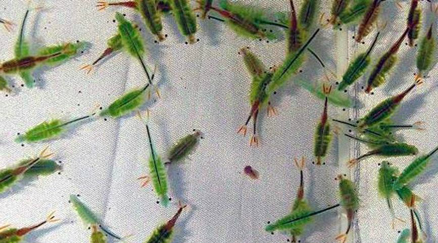 农村稻田里漂亮的仙女虾,已在地球上生存上亿年,你见过吗