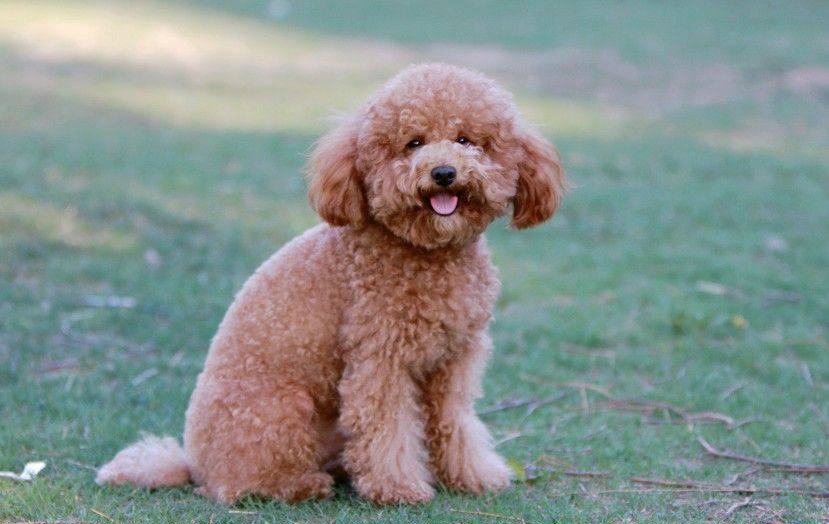 假如1元能买一只宠物犬,这5只狗狗你会选谁,网友