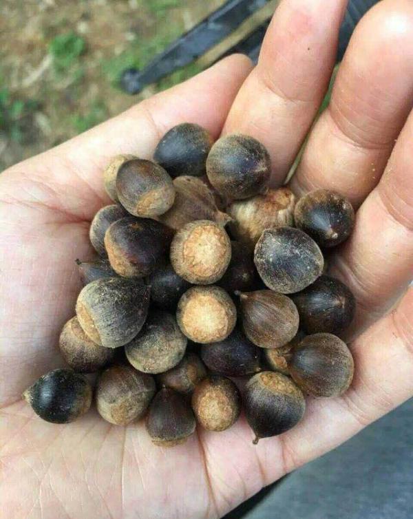 农村孩子才吃过的6种野果每一个都是童年的记忆你还记得吗