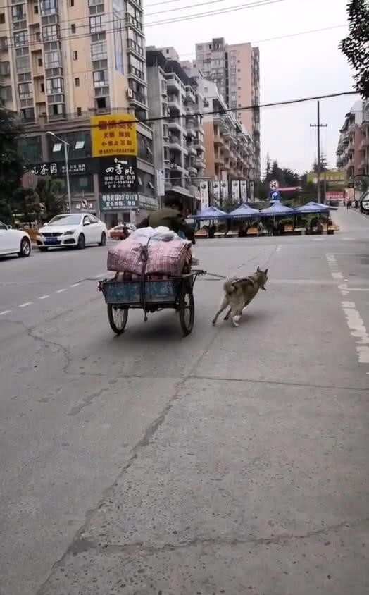 哈士奇帮老爷爷拉车,网友觉得不可思议,搞清原因后直夸二哈懂事
