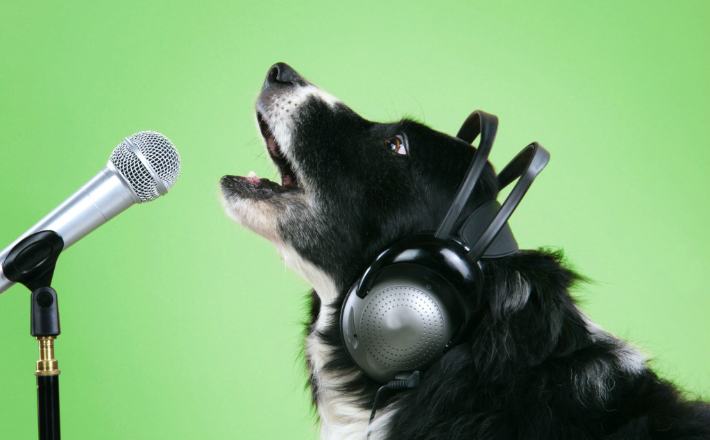 一只牧羊犬戴着耳机对着话筒,狗狗届新一代歌星要诞生了啦.