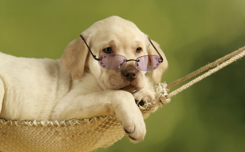 狗狗各种奇装异服,铲屎官你这么皮你家狗子知道吗