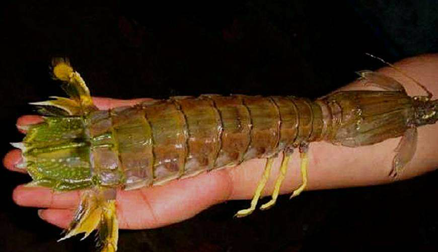 这几种存活至今的古生物原来皮皮虾也是古代来的