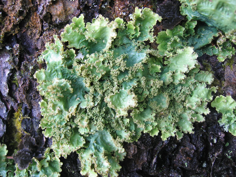 介于植物与动物之间的地衣因抗压能力成为生命力最顽强的生物