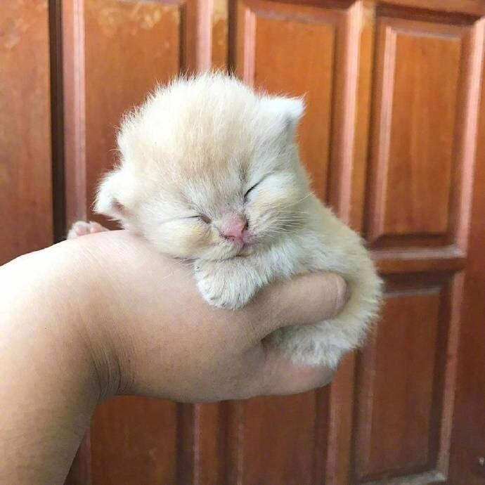 小奶橘猫!!!|橘猫_新浪新闻
