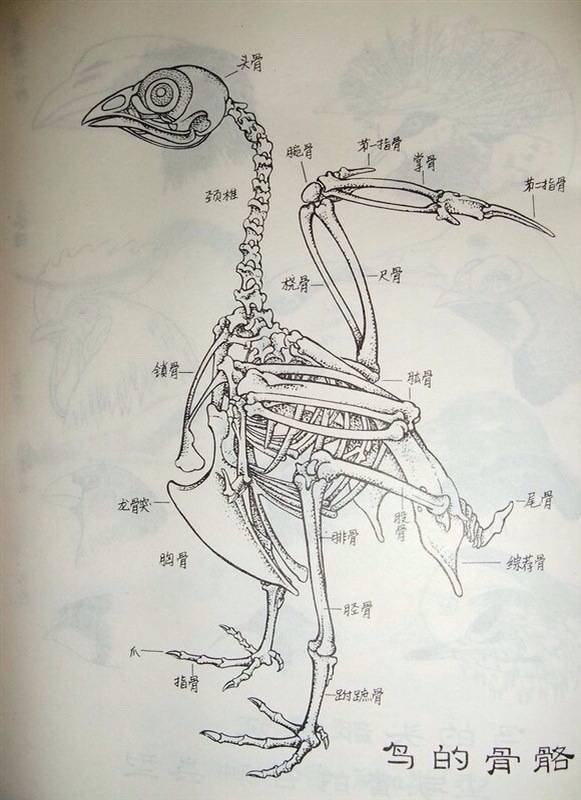 鸟类基本结构 画法分析