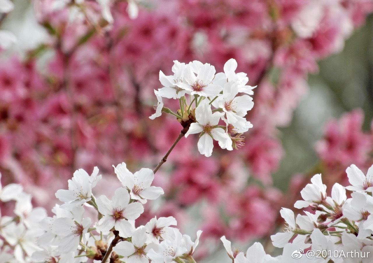 粉樱花白樱花,粉白樱花.淡淡的粉纯纯的白,相依相伴在早春