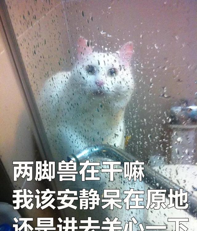 为什么老爱偷看我洗澡?上厕所都不放过!