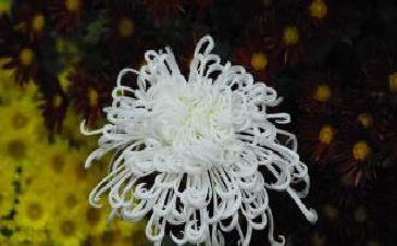 李商隐一首诗描写菊花,全文无一个花字,却物我