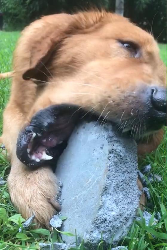 碎掉的砖头不要扔,裹上鸡蛋液炸至金黄,隔壁的小狗馋哭了!