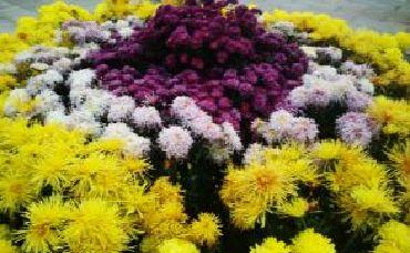 李商隐一首诗描写菊花,全文无一个花字,却物我