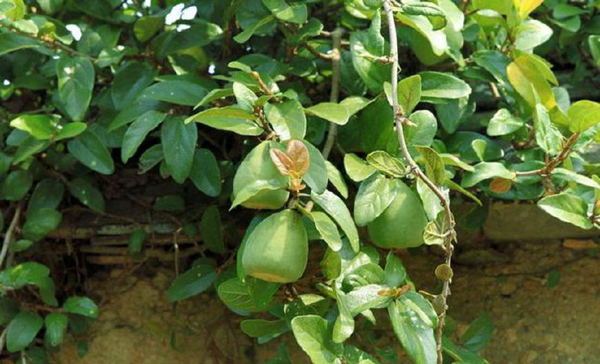 院墙上长出的这果实,结果却越洗越小,有知道这是什么情况的吗|冰粉